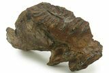 Fossil Woolly Mammoth Molar - Siberia #377772-1